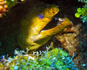 Moray eel seen in Grand Cayman August 2010.  Photo taken ... by Bonnie Conley 